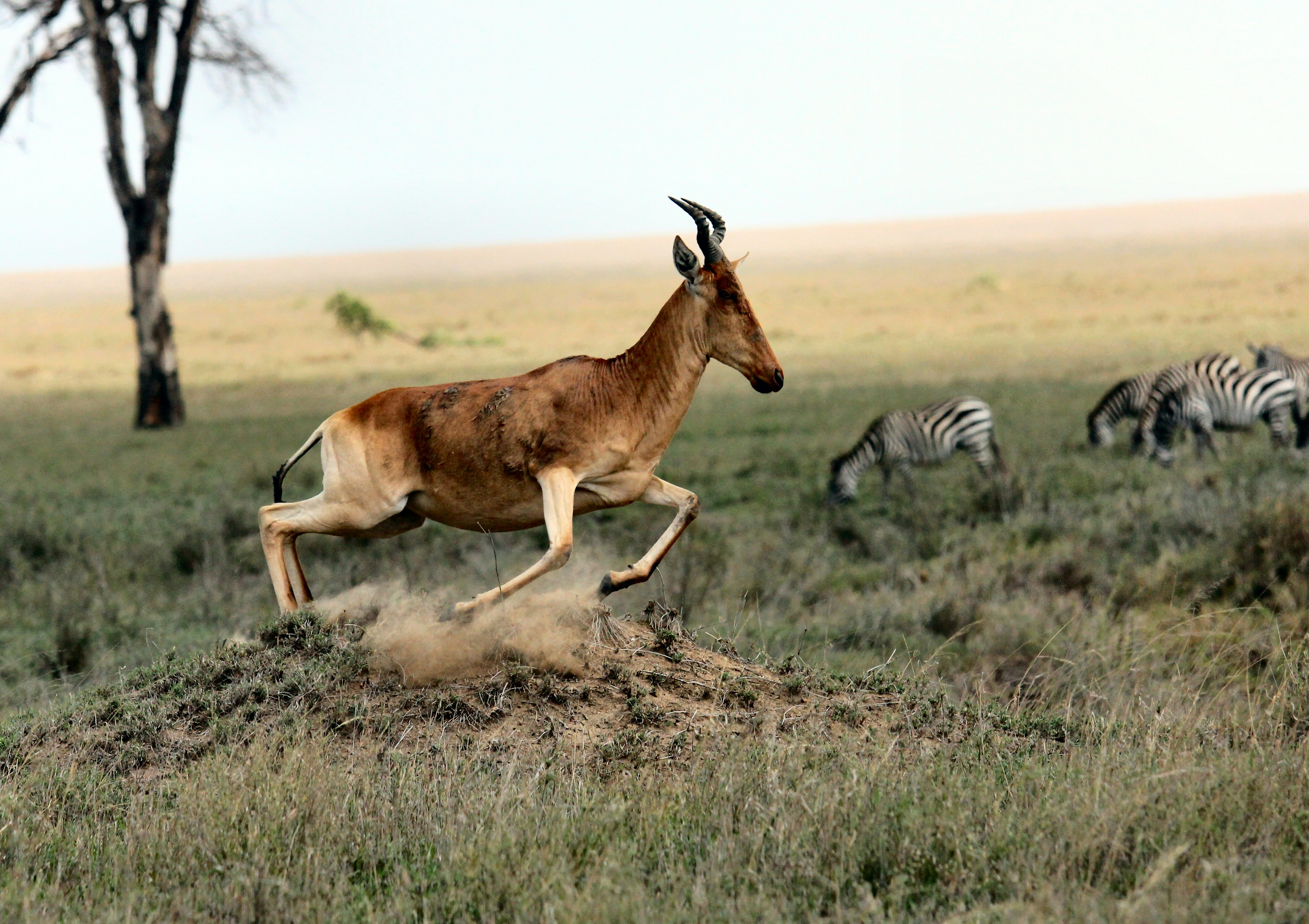 Wildlife Photography